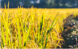 聚焦食品安全丨国抽视角之食用农产品篇